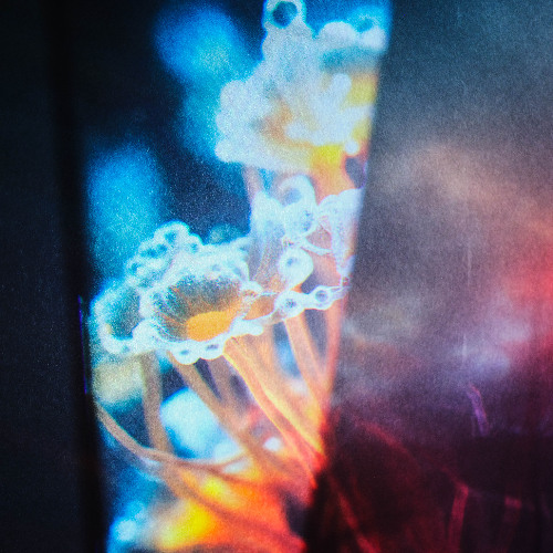 Flora – Joris Voorn, Jan&nbsp;Blomqvist